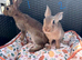 2 beautiful male Belgian hares