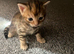 Bengal X Ginger Tabby