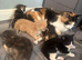 Half maincoon kittens