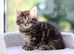 Tabby Kittens READY SOON