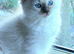 Beautiful Ragamese (Ragdoll × Siamese) Female Kitten