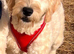 F1B Goldendoodles