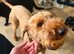 2 year old mix poodle