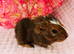 Baby sow available
