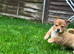 2 baby's looking for forever home