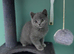 British Shorthair kittens