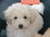 BEAUTIFUL TEDDY BEAR PUPPY FOR SALE