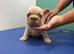 Pink Fluffy Producer Isabella Females health clear