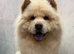 Chow chow