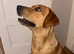 Labrador for stud, KC Registered