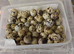 Jumbo quail chick's and white buttons