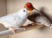 Triple and double Orange zebra finches