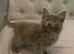 mainecoon x ragdoll  (Ragcoon) kittens