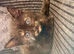 4 female kittens