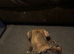 Dutch shepherd x saluki
