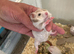 Syrian hamster baby males and females