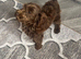 Cockpoo boy chocolate pup