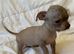 Chihuahua Cross Chinese Crested Male Pup