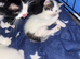 I got two kittens boys