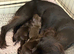 Beautiful littler of pups