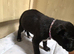 Cute pups for sale