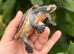 * Adorable * Pink Bellied Side Neck Turtle (Emydura Subglobosa)