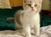QUALITY TICA REG FAWN GIRL (READY NOW)