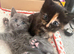 4 lovely kittens