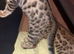 Stunning Bengal Cats &ndash; Very Playful & Affectionate &ndash; Need Loving Home