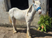 Sale or swap filly foal TGCA