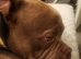 Pocket Bully available for stud