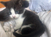 British shorthair x Maincoon