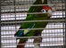 Pearly Conure & Rose crown Conures