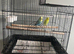 Male and female budgie