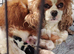 Cavalier king Charles