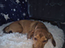 8 month Daschund cross for sale