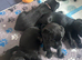 Chunky working black labrador puppies