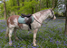 Show cob light weight hunter 15hh