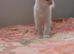 White Kittens Ready To Leave