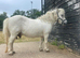 Registered Shetland mare