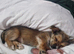 2 10 week old chorkie pups female