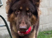 KC Registered Liver & tan stud