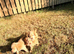 KC Registered Cocker Spaniel