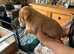 Jackapoo puppies for sale