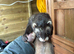 Ferret