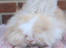 English angora boys ready