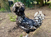 Polish Bantam Frizzle & Smooth Chicks & Eggs