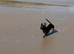 Miniature dachshund