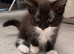 2 kittens for sale
