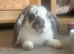 Pair of gorgeous mini lops